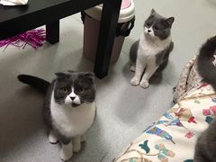 -我爱猫咪·猫咖·狗咖·安哥拉兔·羊驼咖(小寨华旗店)