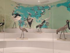 -盐城丹顶鹤湿地生态旅游区