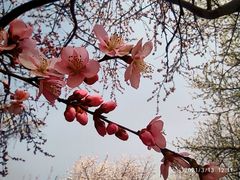 -桃花堤公园