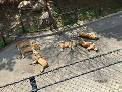 -大连森林动物园