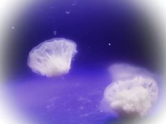 -多彩贵州城极地海洋世界