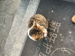 -南汇桃花村