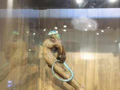 -酷以爬仙阁实体爬宠店·守宫·蜥蜴·专业繁育