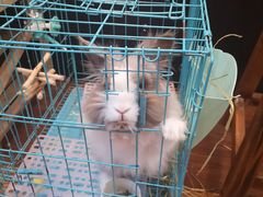 -志龙皇冠吃货椰子铺