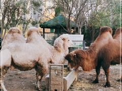 -长白岛森林公园