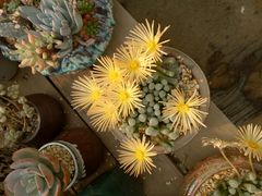 -龙大花卉苗木市场