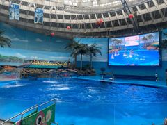 -海合安成都极地海洋公园