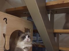 -CC猫狗洗浴·猫咪寄养酒店