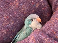 -吉丁鸟咖·异宠·寄养