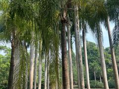 -中国科学院西双版纳热带植物园