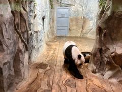 -深圳野生动物园