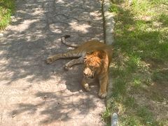 -西霞口神雕山野生动物世界