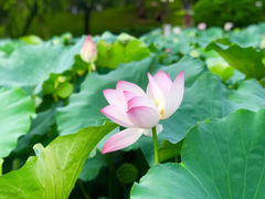 -金山公园