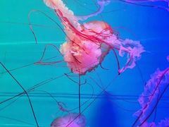 -多彩贵州城极地海洋世界