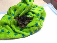 -艾贝尔宠物诊疗