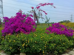-紫颐香薰山谷景区