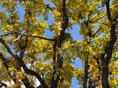 -白草畔自然风景区