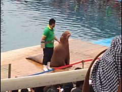 -北戴河圣蓝海洋公园