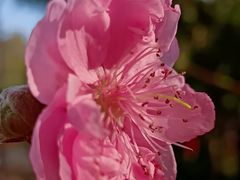 -桃花涧