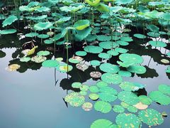 -荔湾湖公园