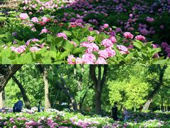 -上海共青森林公园