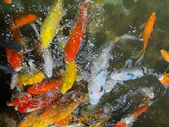 -上海大自然野生昆虫馆(东方明珠·爬宠昆虫探索中心)
