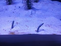 -芜湖新华联大白鲸海洋公园