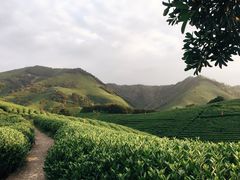 -帐篷客·溪龙茶谷度假酒店