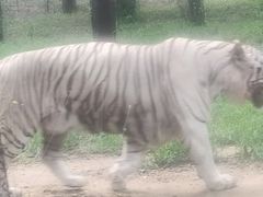 -秦皇岛野生动物园