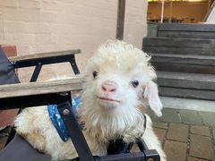 -大汗烧烤滩羊馆(清水河公园店)