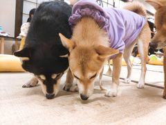 -逗柴咖啡屋·狗咖猫咖宠物桌游