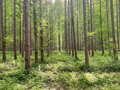 -黄海国家森林公园