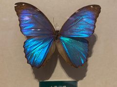 -陕西自然博物馆