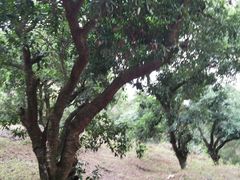 -大屏嶂森林公园