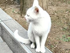-罔极寺