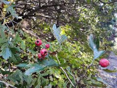 -樱桃山旅游景区