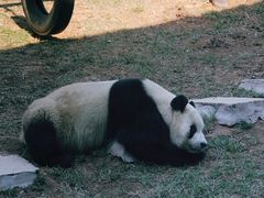 -大连森林动物园