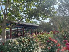 -莲花池公园
