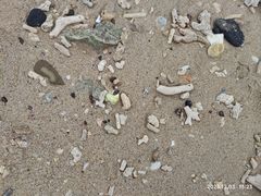 -贝壳沙滩