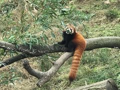 -都江堰中华大熊猫苑
