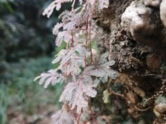 -深圳仙湖植物园