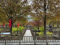 -五缘湾湿地公园