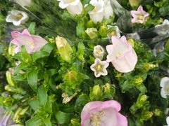 -循礼门鲜花花市(武汉循礼门店)