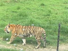 -上海野生动物园