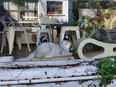 -有猫主题·治愈系猫咖(曾厝垵店)