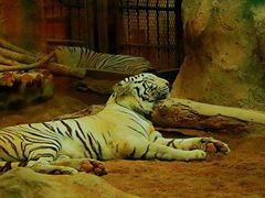 -清迈夜间动物园