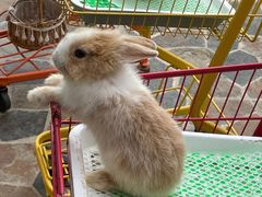 -逗柴咖啡屋·狗咖猫咖宠物桌游