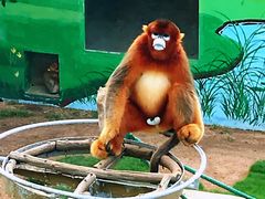 -西霞口神雕山野生动物世界