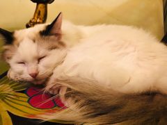 -猫色咖啡·猫咖