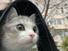 -艾贝尔宠物诊疗